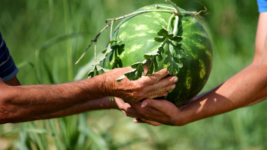 Kazna od 350 tisuća kuna zbog nepoštenih trgovačkih praksi prema dobavljačima lubenica!