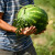 Uvezeno gotovo 12 milona tona lubenice - domaći proizvođači gube bitku