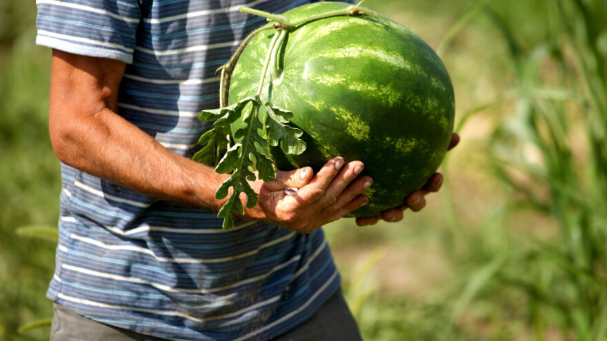 Uvezeno gotovo 12 milona tona lubenice - domaći proizvođači gube bitku