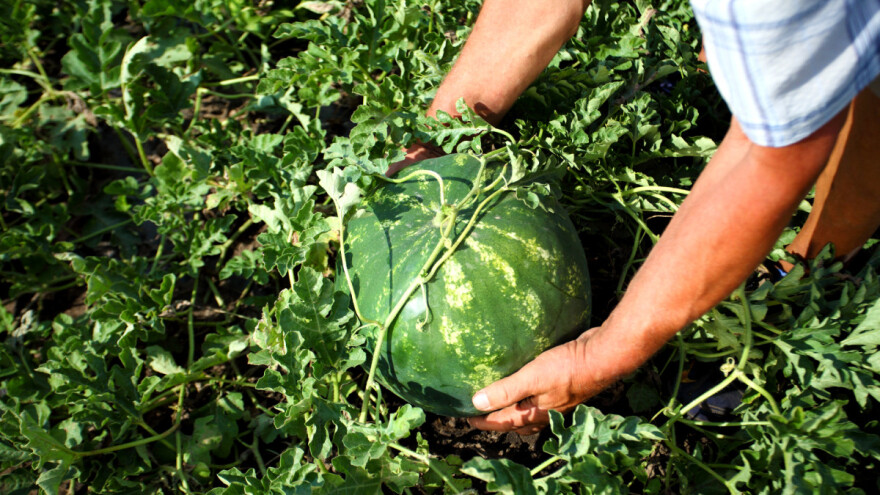 TOP 10 - tko su najveći uzgajivači lubenice u Hrvatskoj?