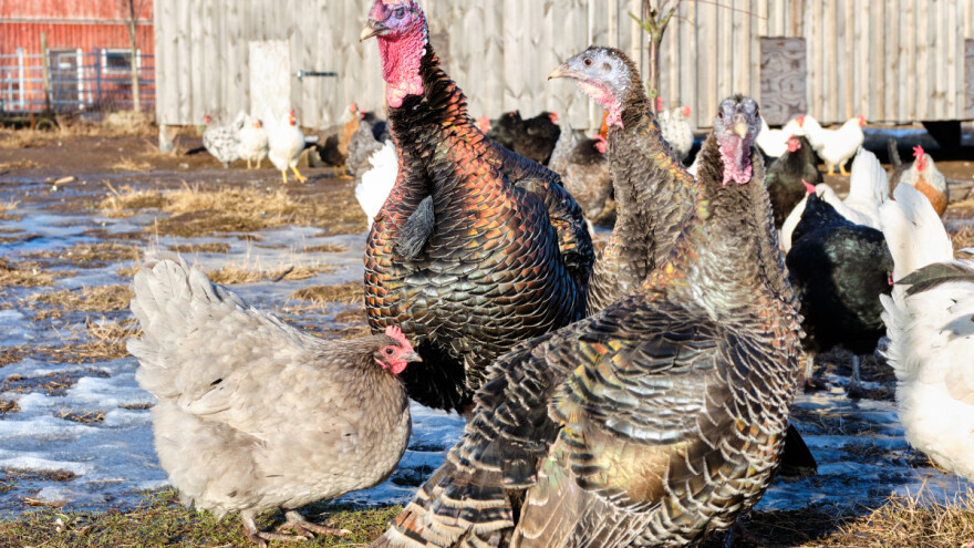 Histomonijaza ili crnoglavost purana pogađa i drugu perad - kako ju prepoznati?