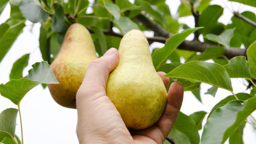 Na šta treba paziti kod berbe i čuvanja plodova kruške?