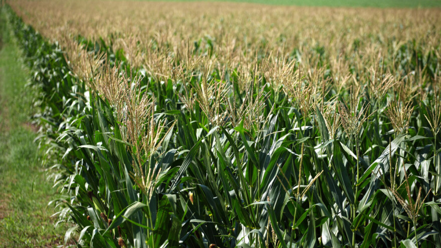 Kineska vlada potiče svoje poljoprivrednike na veću sjetvu žitarica