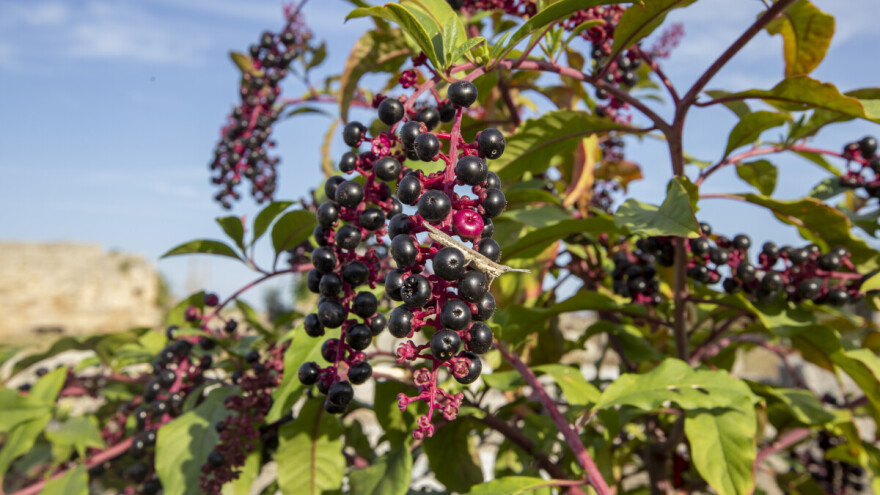 Invazivna biljka vinobojka ugrožava šume i poljoprivredne površine