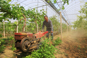 Kinezi uzgajaju grožđe u plastenicima: Moguće i kod nas?