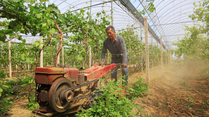 Kinezi uzgajaju grožđe u plastenicima: Moguće i kod nas?