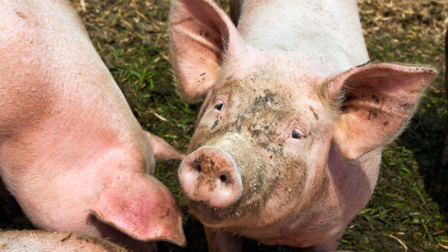 Afrička kuga svinja se pojavila u Perlezu