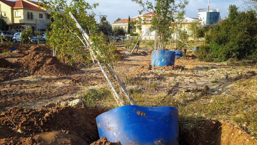 Kako uzgajati šipak - od podizanja zasada do berbe?