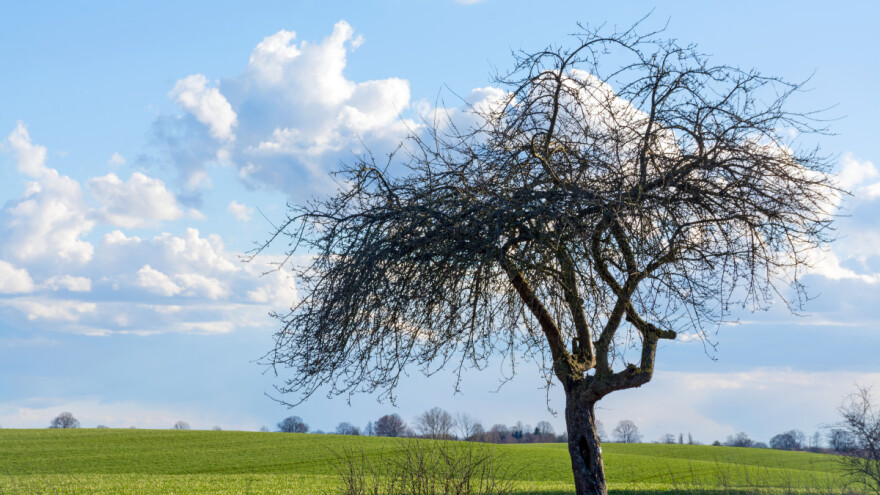 Genetska baza autohtonog voća čuva i jabuku staru 200 godina