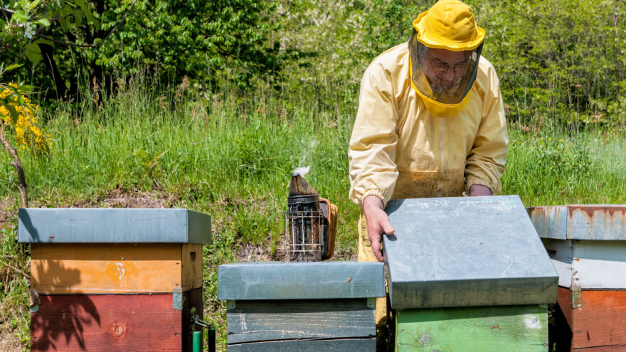 Bolest pčela: Koje biljke mogu izazvati nektarsku toksikozu?