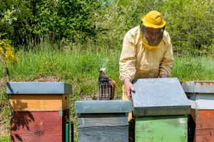 Kolike su potpore za intervencije u sektoru pčelarstva unutar Strateškog plana?