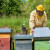 Radovi u pčelinjaku tokom aprila: Vreme kada se osiguravaju zdrave i jake zajednice