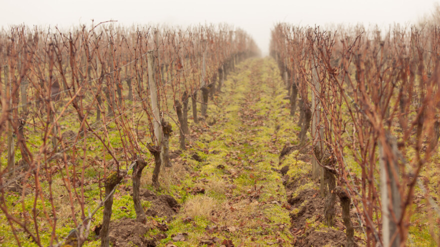 Vinogradi na prodaju? Evo što se danas može kupiti u Hrvatskoj, gdje i za koje novce