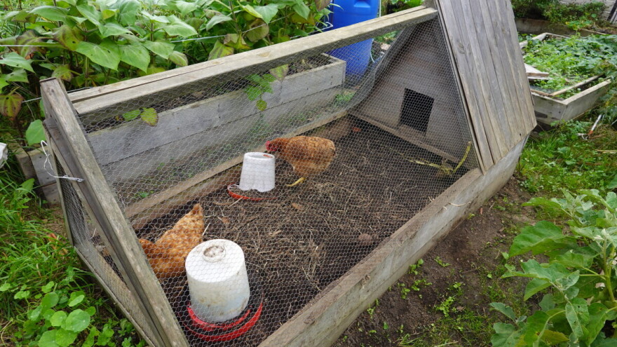 Mobilni kokošinjci su pravi hit u svetu, možete ih sami napraviti