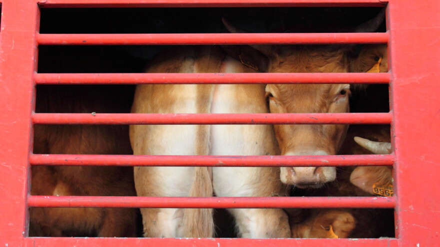 Procurio dokument: Držanje životinja u kavezu će biti potpuno zabranjeno?