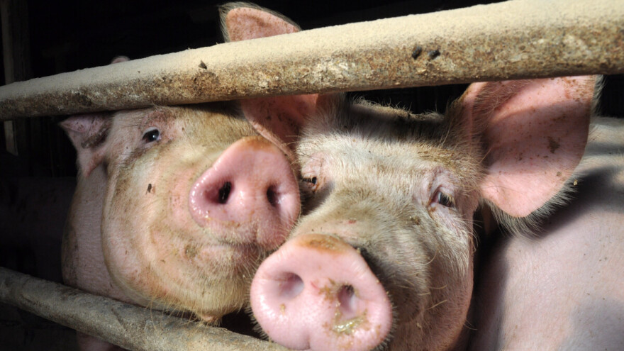 Novi slučaj afričke svinjske kuge potvrđen kod Osijeka