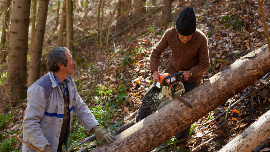 Spremna odluka o zabrani izvoza oblovine iz BiH