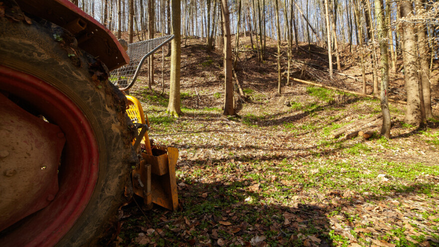 Otuđio hrast za ogrjev na štetu Hrvatskih šuma - slijedi kaznena prijava
