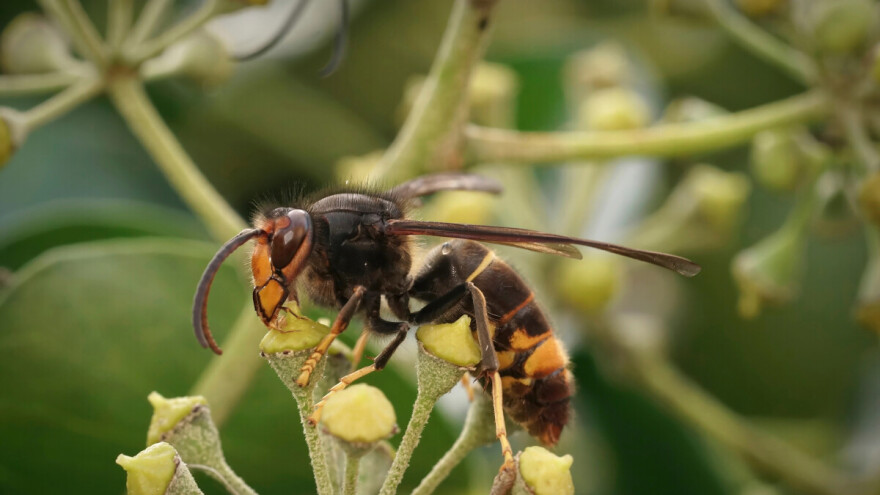 Azijski stršljen širi se Europom i uništava oprašivače, posebice pčele