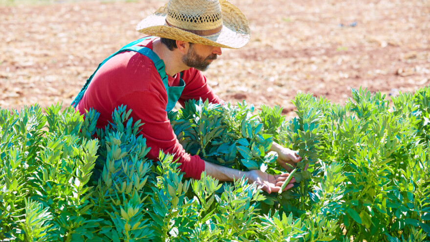 Raste proizvodnja mahunarki i za stoku i za ljude - da li je EU spremna?
