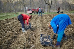Bolesti krumpira: Zašto je važno koristiti provjereni sjemenski materijal?