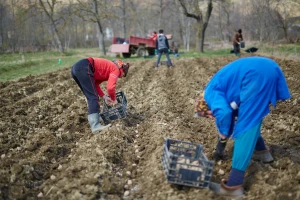 Za dobre prinose krompira - obilno đubrenje zemljišta sa sumporom