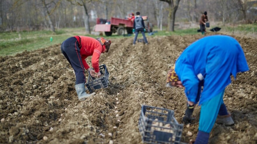 Bolesti krompira: Zašto je važno koristiti provjereni sjetveni materijal?