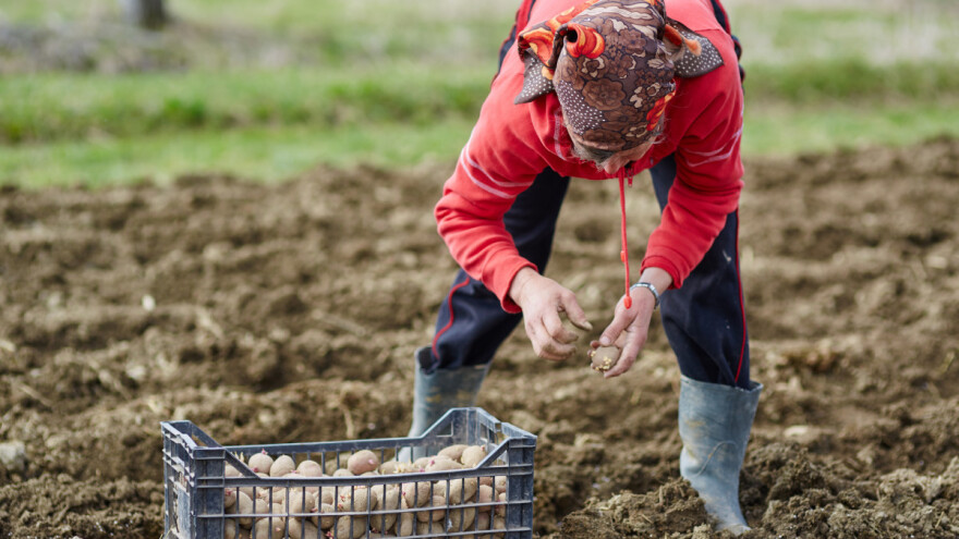 Petir: Potrebno je regulirati profesionalni status seoskih žena