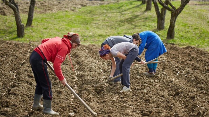 Do kada se može sijati krompir?