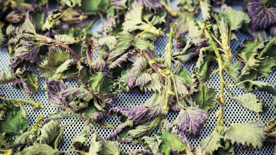 Kada brati, a kako sušiti koprivu i koje su joj ljekovite osobine?