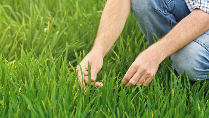 Prihranjivanje useva pšenice azotom - neophodna mera