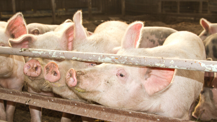 Od 1. oktobra ukidanje vakcinacije svinja protiv klasične kuge
