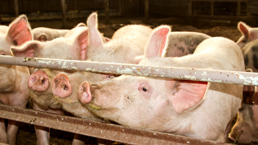 120 tisuća svinja već je trebalo biti pojedeno - što čeka Britanija?