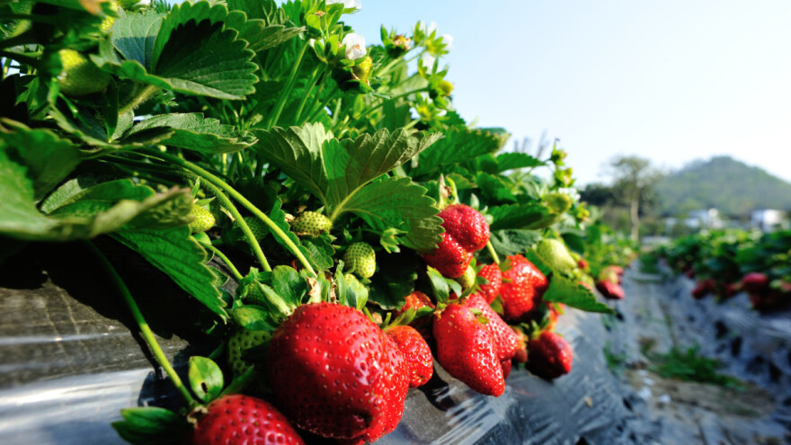 Prihrana jagoda po fenofazama - najbolje rješenje za optimalne prinose