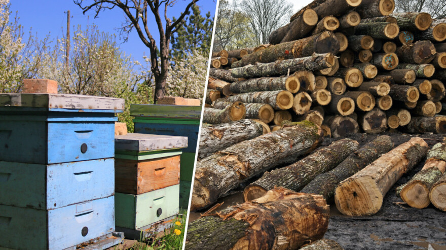 Sa imanja nestale košnice sa pčelama, ukradena drva i stablo hrasta