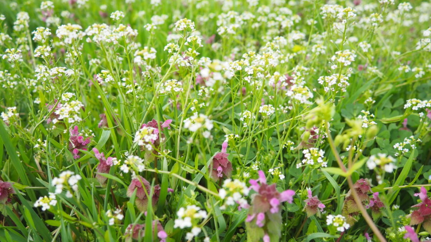 Lucerku u kojoj ima korova stoka neće jesti: Koji su joj najveći neprijatelji?