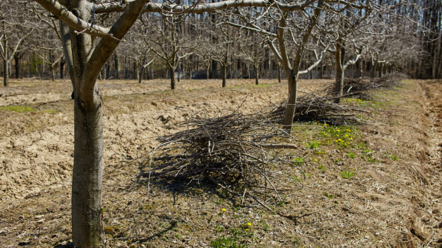 Higijena voćnjaka: Značaj zimskih aktivnosti u voćnjacima i okućnicama