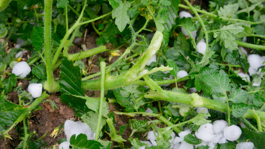 Nasade oštećene gradom tretirajte do sredine jula, evo čime