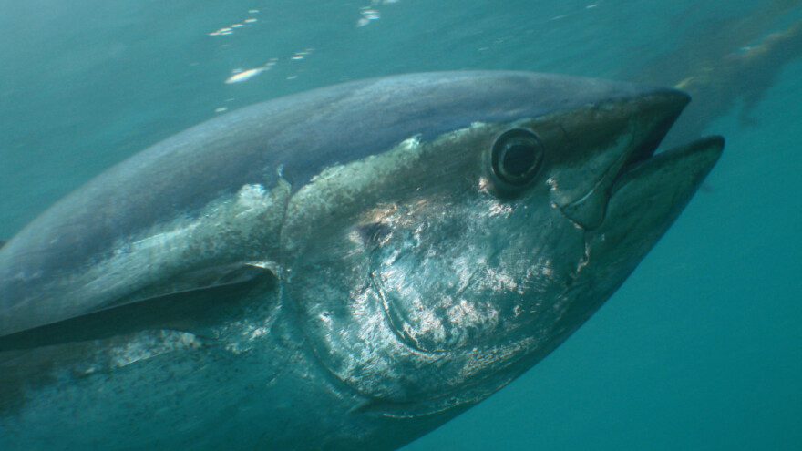 Prijedlog pravilnika o ribolovu plavoperajne tune