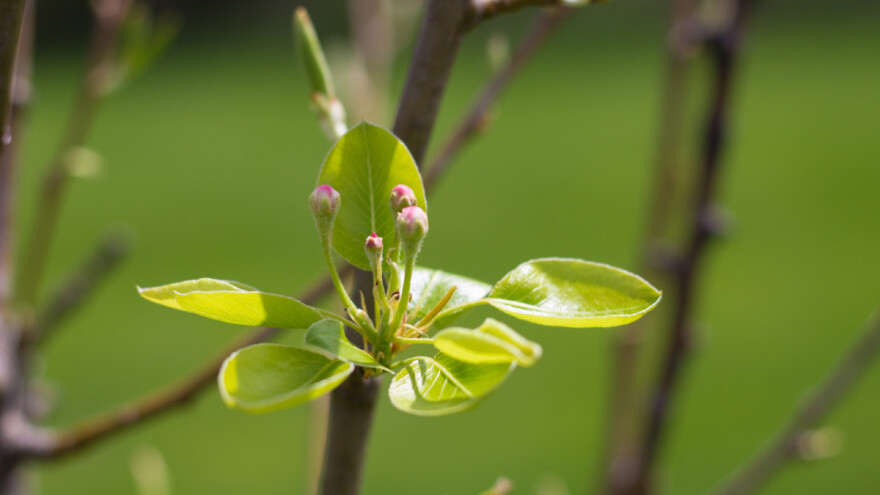 Kruškina buva: Kada tretirati voćku i čime?