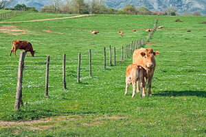 Koje su sve prednosti pašnjačke ishrane stoke?