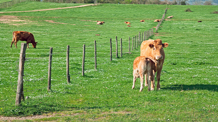 Koje su sve prednosti pašnjačke ishrane stoke?