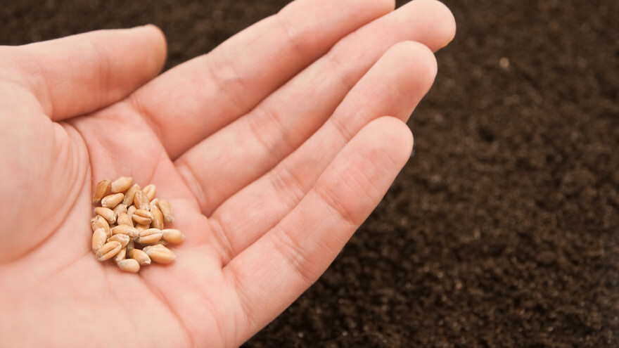 Kasna setva pšenice - da li priroda s razlogom određuje drugi termin?