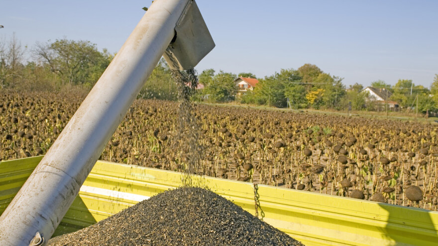 Izvoz ukrajinskog suncokretovog ulja i dalje na rekordnom nivou