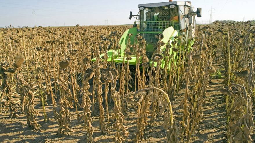 Podbacio rod suncokreta - tek 2,5 tone po hektaru