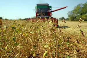 Razvijaju se nova tržišta - traži se Non-GMO soja