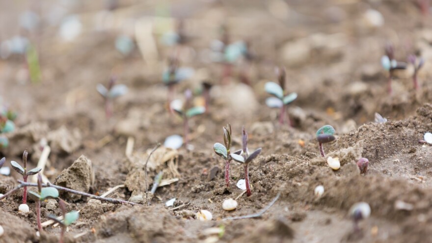 Značaj i uvjeti uspijevanja heljde - hranjiva, ljekovita i medonosna