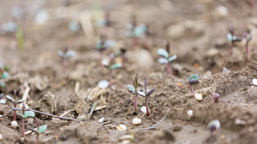 Značaj i uslovi uspijevanja heljde - hranjiva, ljekovita i medonosna