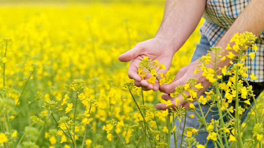 Vrijeme je da se zaštiti uljana repica od sjajnika