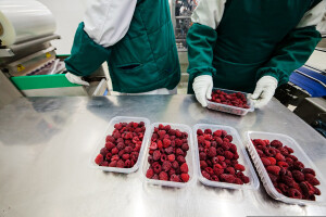 Kako se kineske smrznute maline prodaju kao ekološki proizvodi iz Čilea?
